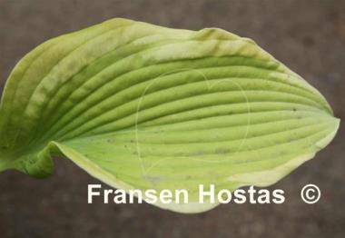 Hosta Badge of Glory