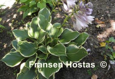 Hosta Bailey's Cream