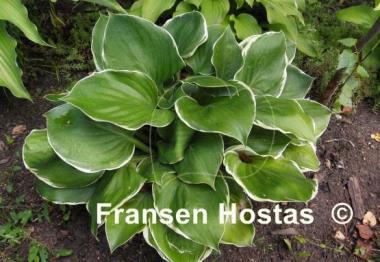 Hosta Bailey's Cream
