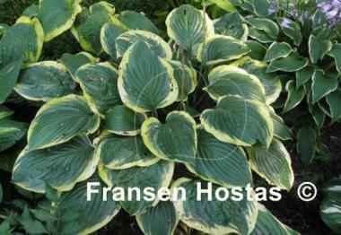 Hosta Bailey's Cream
