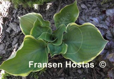 Hosta Bailey's Cream