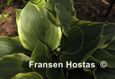 Hosta Bailey's Cream