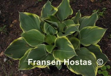 Hosta Bailey's Cream
