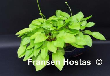 Hosta Bali Hai