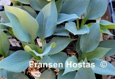 Hosta Baltimore Blues