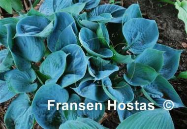 Hosta Baltimore Blues