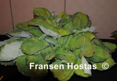 Hosta Bamse