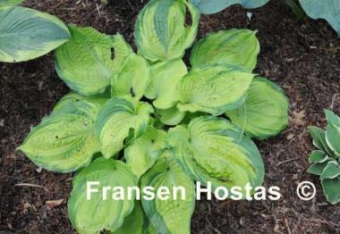 Hosta Bamse