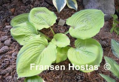 Hosta Bamse