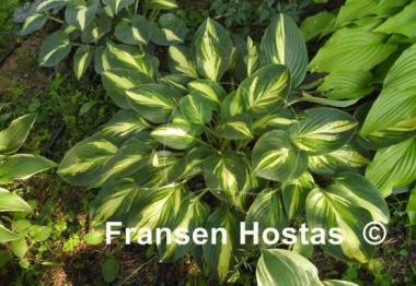 Hosta Banana Boat