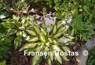 Hosta Banana Boat