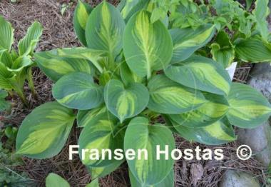 Hosta Banana Boat