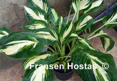 Hosta Banana Boat 