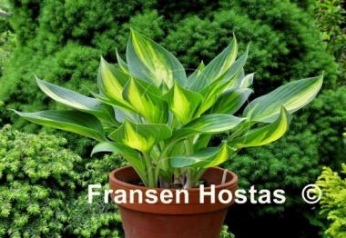 Hosta Banana Boat