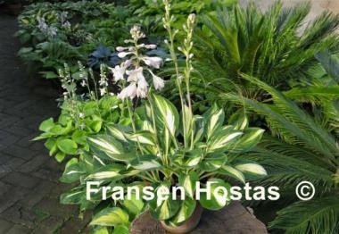 Hosta Banana Boat