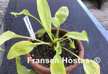 Hosta Banana Boost