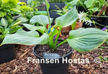 Hosta Banana Kid