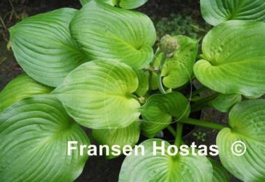 Hosta Banana Kid