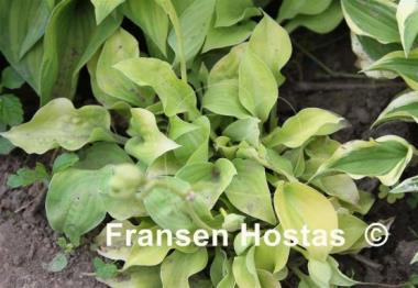 Hosta Banana Puddin'