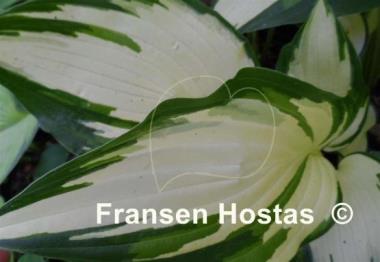Hosta Banana Sundae