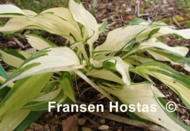 Hosta Banana Sundae