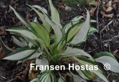 Hosta Banana Sundae