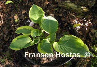 Hosta Band of Gold