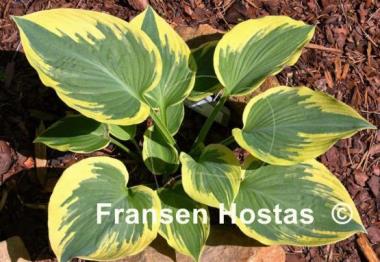 Hosta Band of Gold