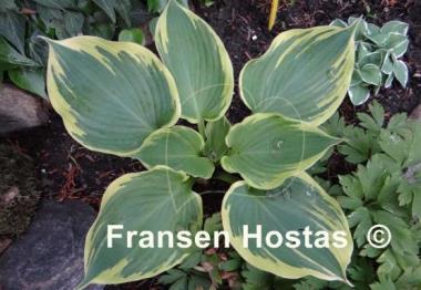 Hosta Band of Gold
