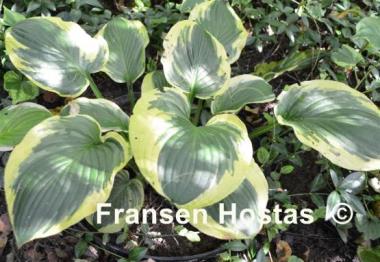 Hosta Band of Gold