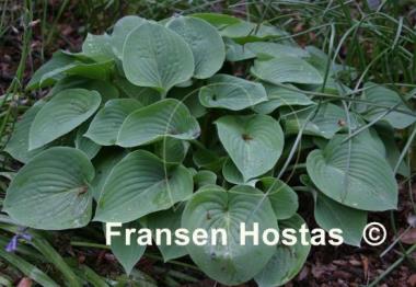 Hosta Banyai's Dancing Girl