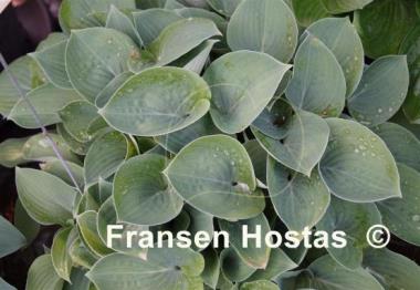 Hosta Banyai's Dancing Girl