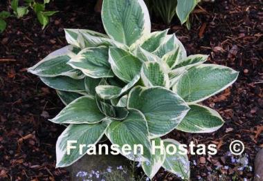 Hosta Barbara Ann