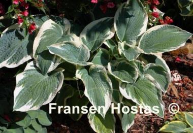 Hosta Barbara Ann