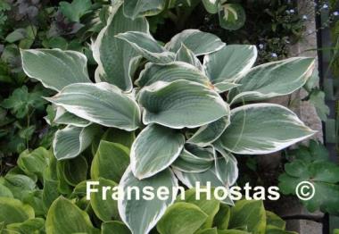 Hosta Barbara Ann