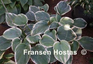 Hosta Barbara Ann