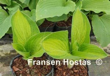 Hosta Barbara Elizabeth Hoover
