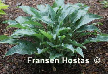 Hosta Barbara May