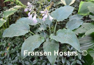Hosta Barbara May