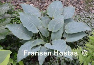 Hosta Barbara May