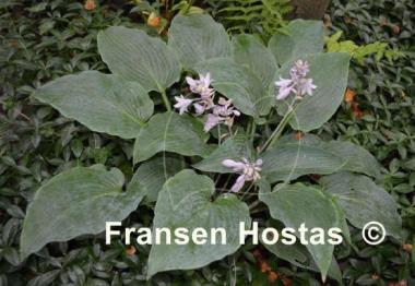 Hosta Barbara May