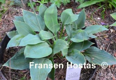 Hosta Barbara