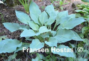 Hosta Barbara