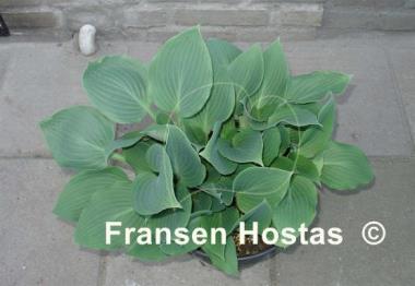 Hosta Barney Fife