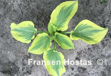 Hosta Baroness