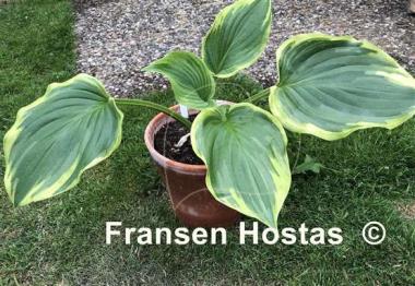 Hosta Baroness