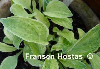 Hosta Bashful