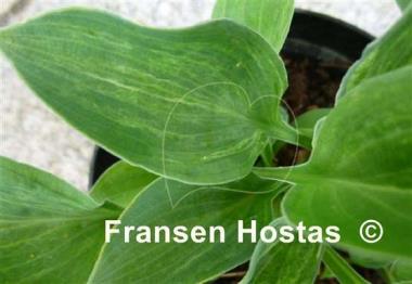 Hosta Bashful