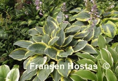 Hosta Battle Star
