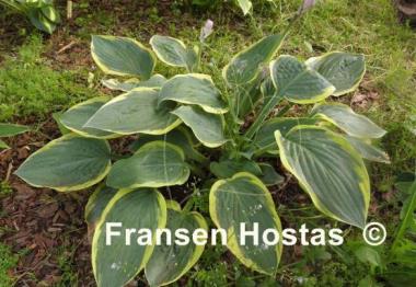 Hosta Battle Star